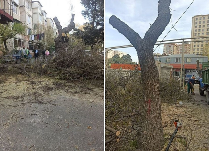 В Баку деревьям устроили «геноцид» под видом обрезки - ФОТО - ВИДЕО