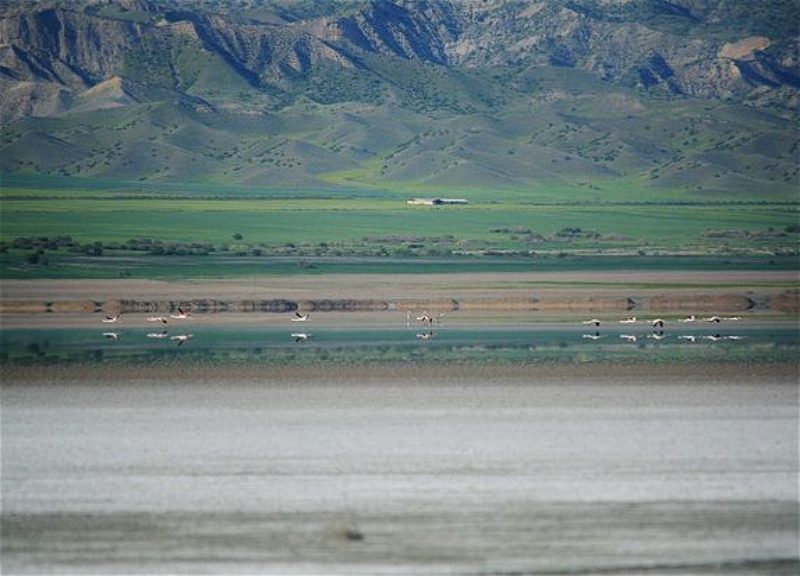 Мирсалам Ганбаров: Рядом с озером Аджинохур образовалось болото