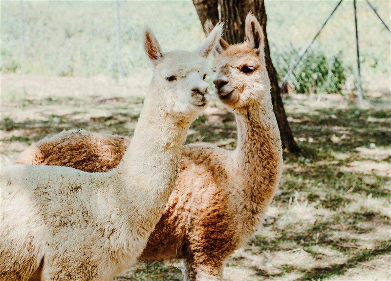 Пушистые создания ждут встречи с вами! Ферма альпака в Шамахе открывается для посетителей