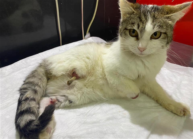 Полиция Хачмаза ищет живодера, отрубившего кошке три лапы - ФОТО