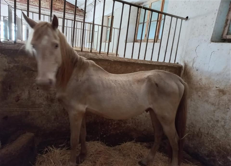 В Центре национальных конных игр в Шеки умирают лошади: кто виноват и как решилась проблема - ФОТО
