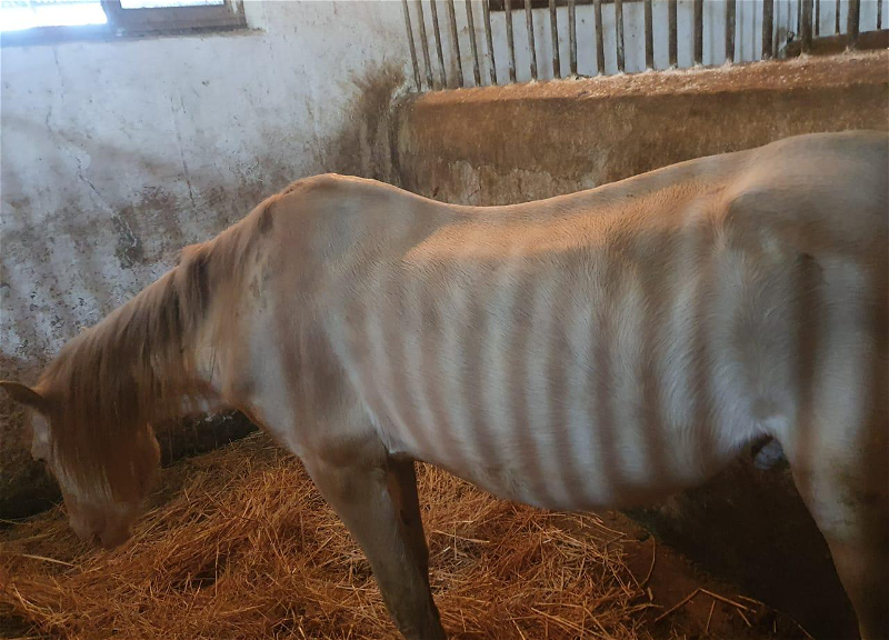 Голодающие лошади в Шеки: вопрос с кормом решен, но проблемы остались - ФОТО