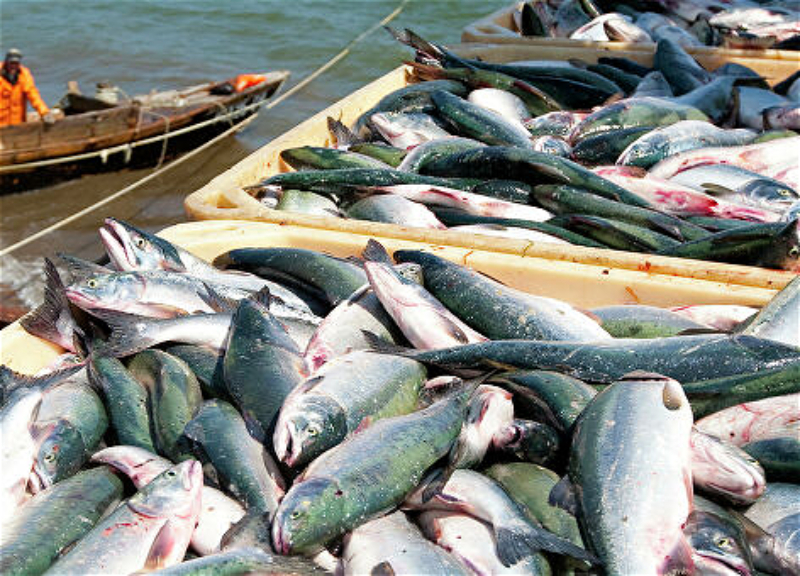 В Азербайджане временно запрещена ловля рыбы