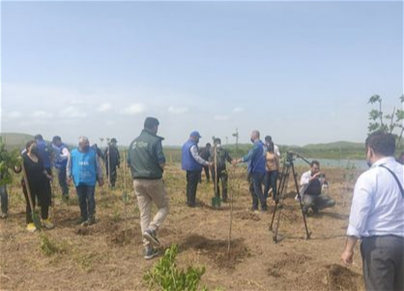 Физули: Журналисты выпустили мальков рыбы в водохранилище и посадили деревья – ФОТО