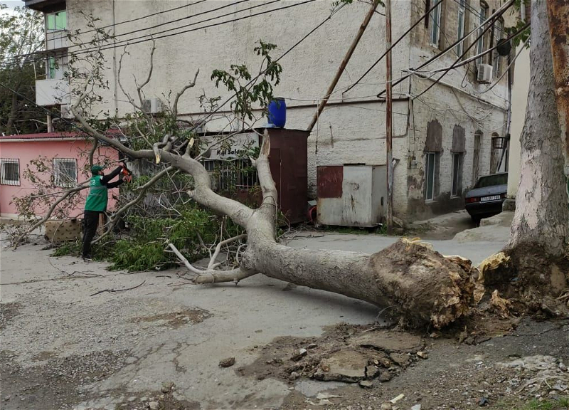 В Баку порывистый ветер повалил 15 больших деревьев - ФОТО