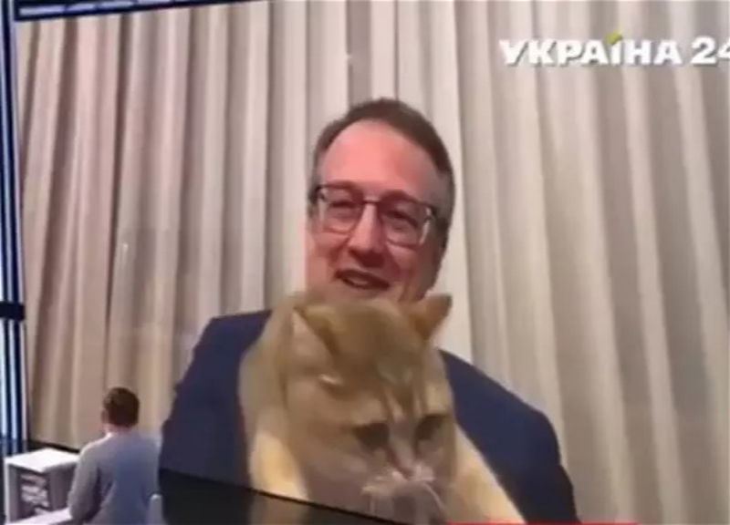 Рыжий кот залез в кадр с замглавы МВД Украины в прямом эфире – ВИДЕО