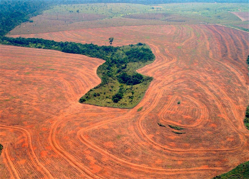 Braziliyada Amazon meşələrinin qırılması sürətlənib