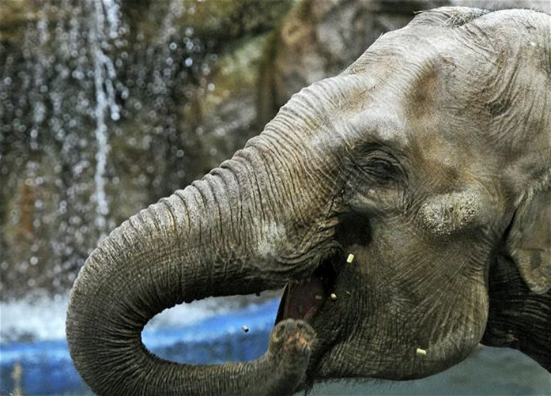 Американский суд рассмотрит первый в истории иск слонихи против зоопарка