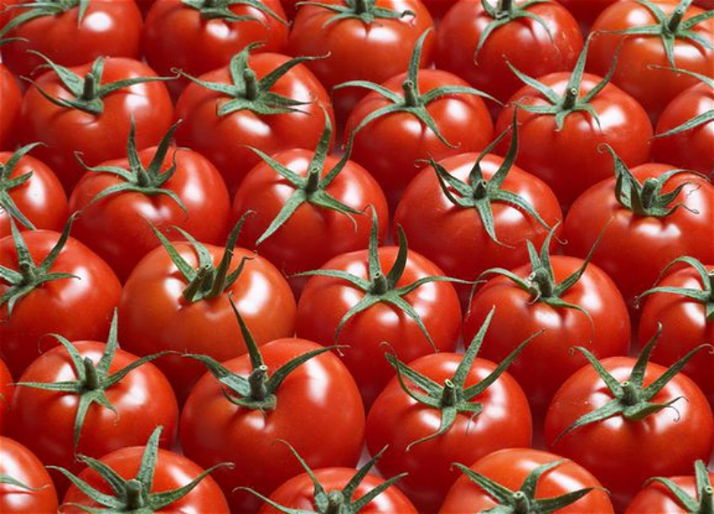 Россельхознадзор разрешил еще 30 предприятиям Азербайджана поставлять помидоры в Россию