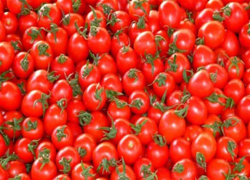 Azərbaycanın daha 30 müəssisəsinə Rusiyaya pomidor ixracına icazə verilib
