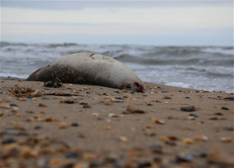 На берегу Каспийского моря нашли более 200 мертвых краснокнижных нерп