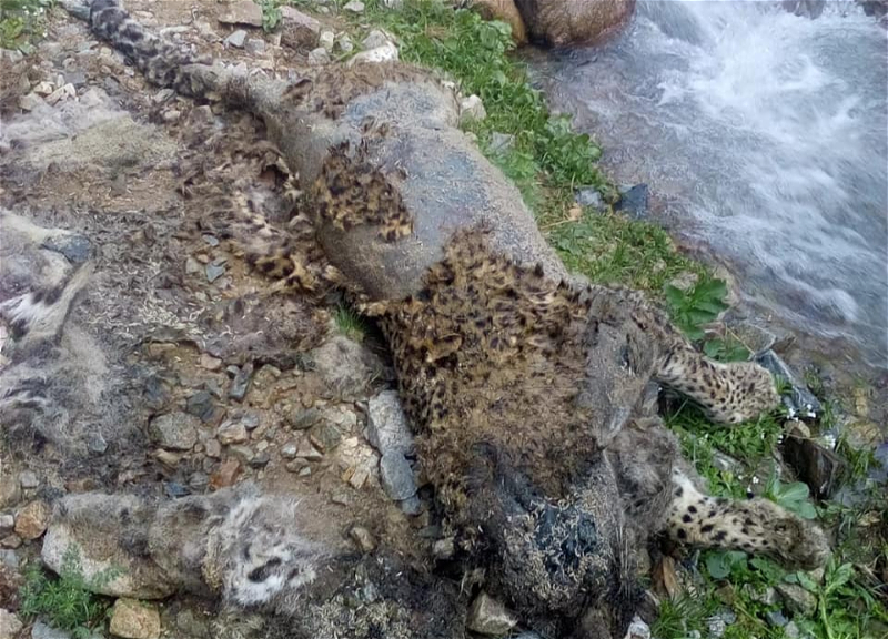 В Азербайджане найден погибший леопард – ФОТО