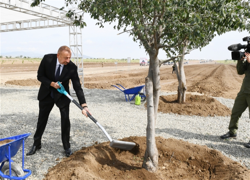 Ильхам Алиев посадил дерево в Агдамском городском лесопарке - ФОТО