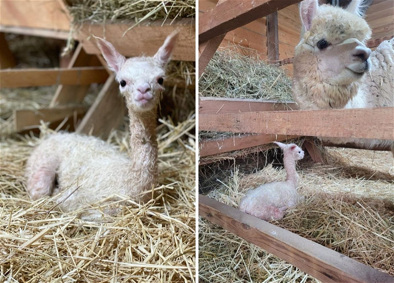 На ферме альпака в Шамахе родился первый мальчик - ФОТО
