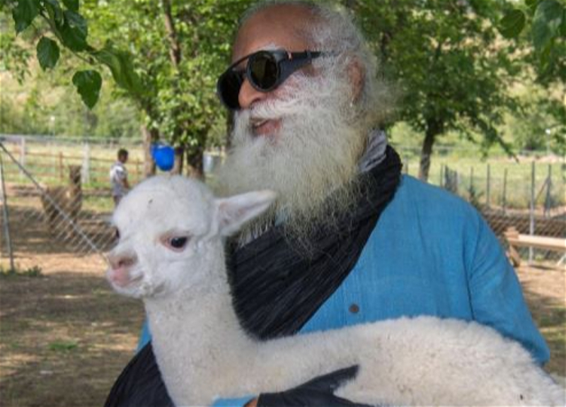 Садхгуру посетил ферму по разведению альпака в Шамахе - ФОТО