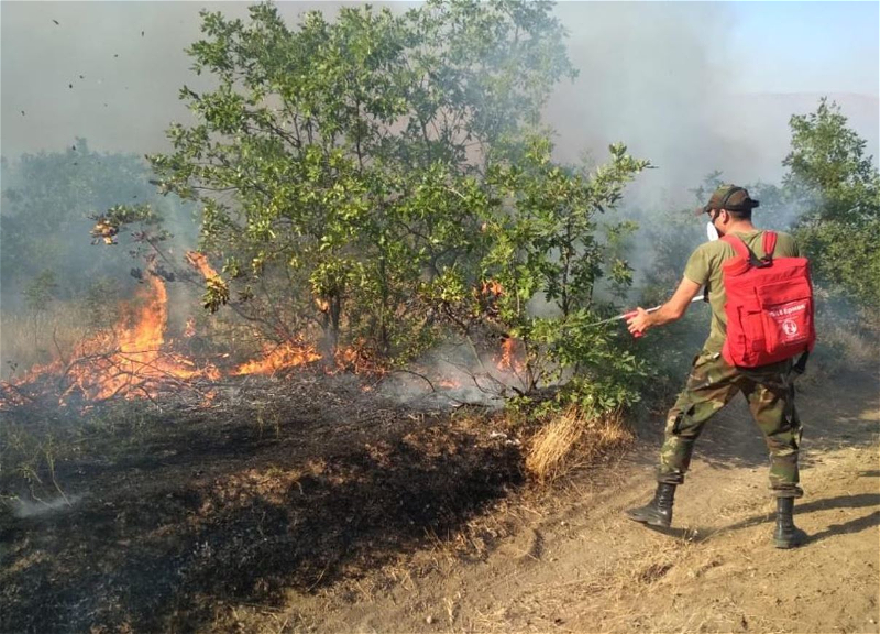 Часть Азербайджана охватили лесные пожары - ФОТО