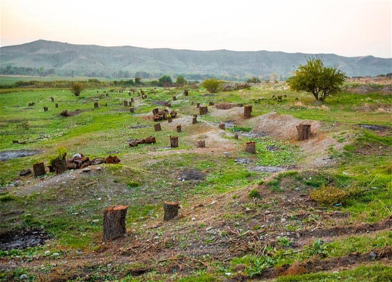 В Лачине армяне за годы оккупации вырубили свыше 1800 деревьев