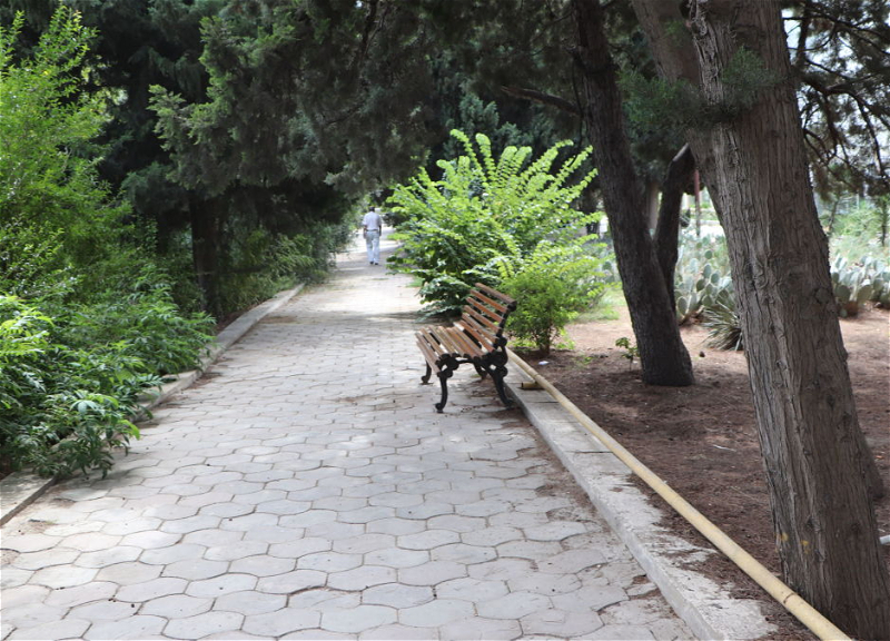 В Баку появится новый ботанический сад