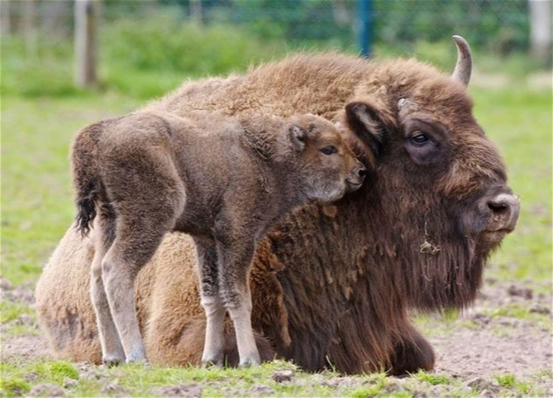 В Шахдагском национальном парке родился ещё один детёныш зубра - ФОТО