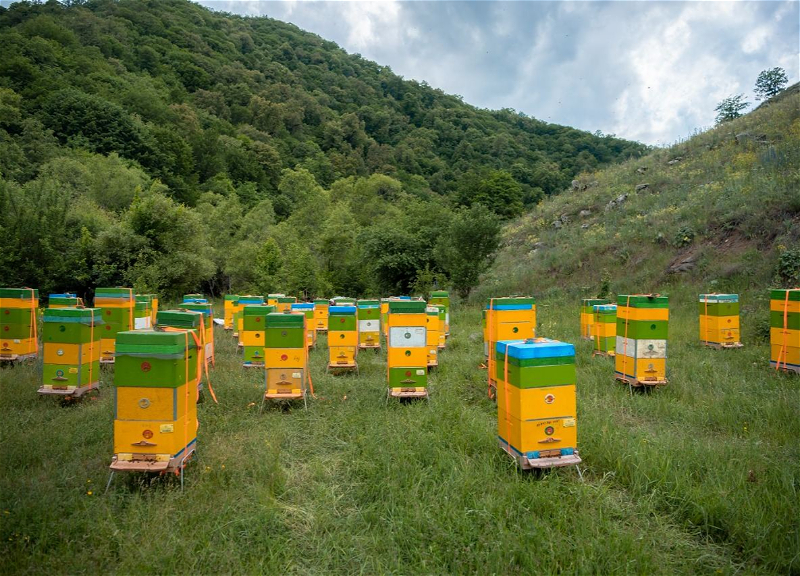 На пастбища Кельбаджара переносят пчеловодческие хозяйства - ФОТО