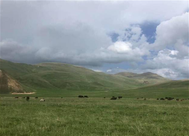 «Три головы армянского рогатого скота», или очередная провокация армян