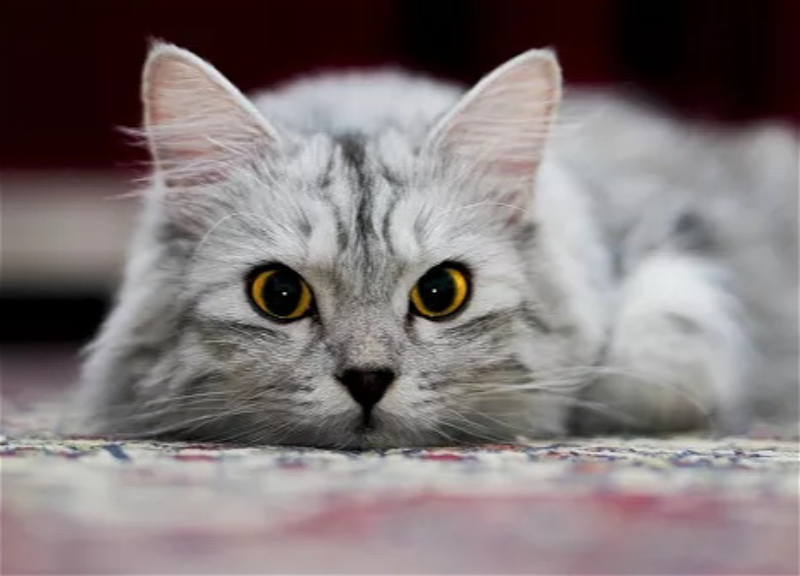Очередная изувеченная кошка: в Баку забыли о доброте и предписаниях ислама в отношении животных? – ФОТО – ВИДЕО