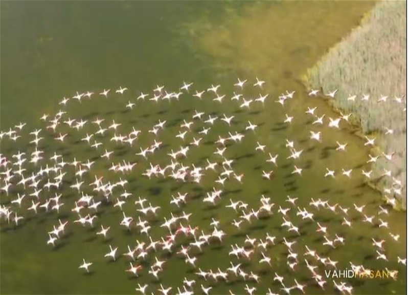 Зрелищный полет фламинго над Ширваном - в объективе азербайджанского видеографа - ВИДЕО