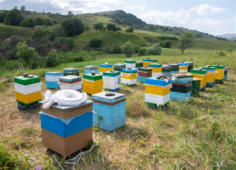 После Кяльбаджара обеспечен перевод пчеловодческих хозяйств и на пастбища в Лачине - ФОТО