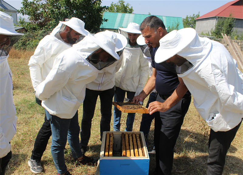 IDEA и пчеловодство в Азербайджане: молодежь обучают и создают условия для работы - ФОТО