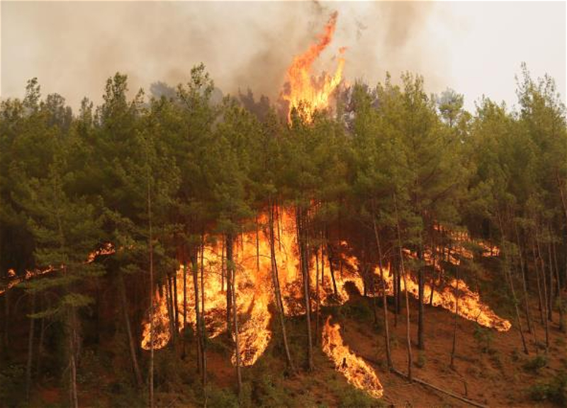 В Турции взят под контроль 141 пожар, борьба с 9-ю продолжается - ФОТО