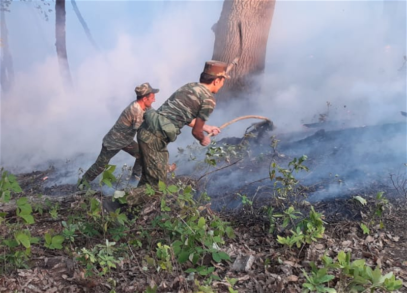 МЧС: Продолжается пожаротушение в лесополосе в Ярдымлы – ФОТО – ВИДЕО