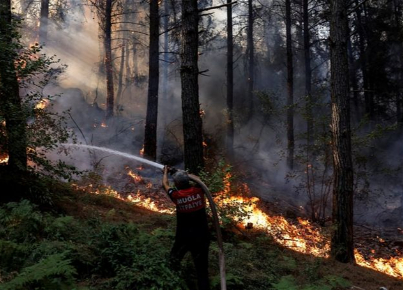 В Турции начались аресты подозреваемых в рамках расследования причин лесных пожаров