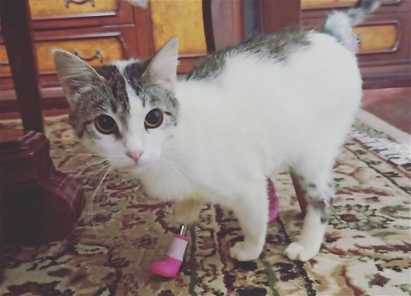 Из рук живодера в добрые руки: кошке из Хачмаза с отрубленными лапами установили биопротезы – ФОТО