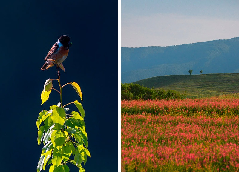 Завораживающая природа Карабаха в объективе азербайджанского фотографа – ФОТО