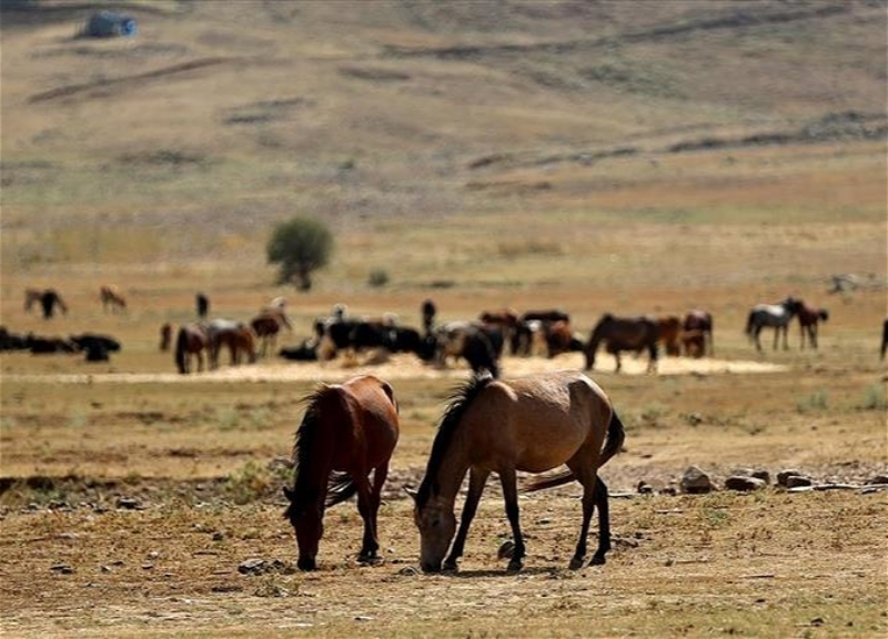 В Анталье прикармливают диких лошадей в зонах пожара - ФОТО