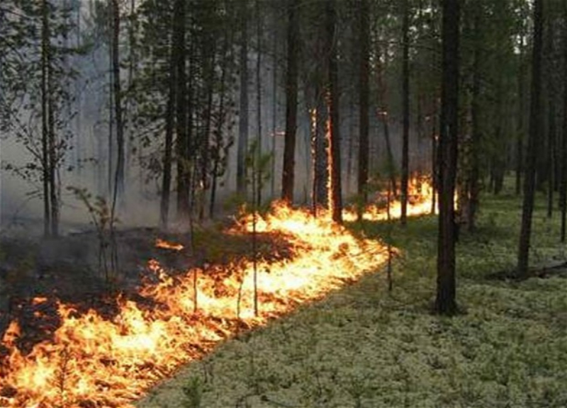 В Турции все лесные пожары взяты под контроль