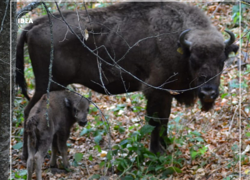 В Шахдагском национальном парке родился еще один детеныш зубра – ФОТО
