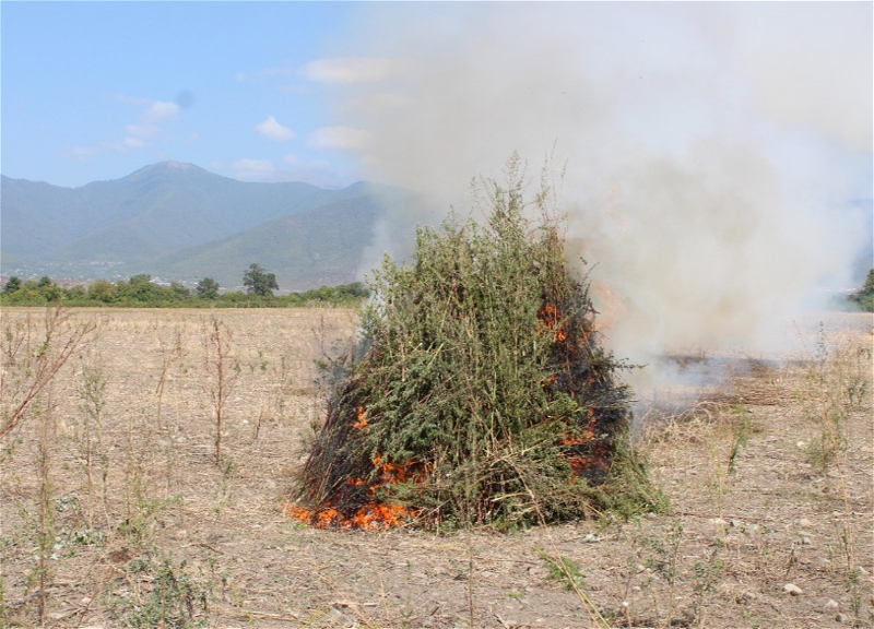 В Огузе уничтожено более 3 тонн конопли