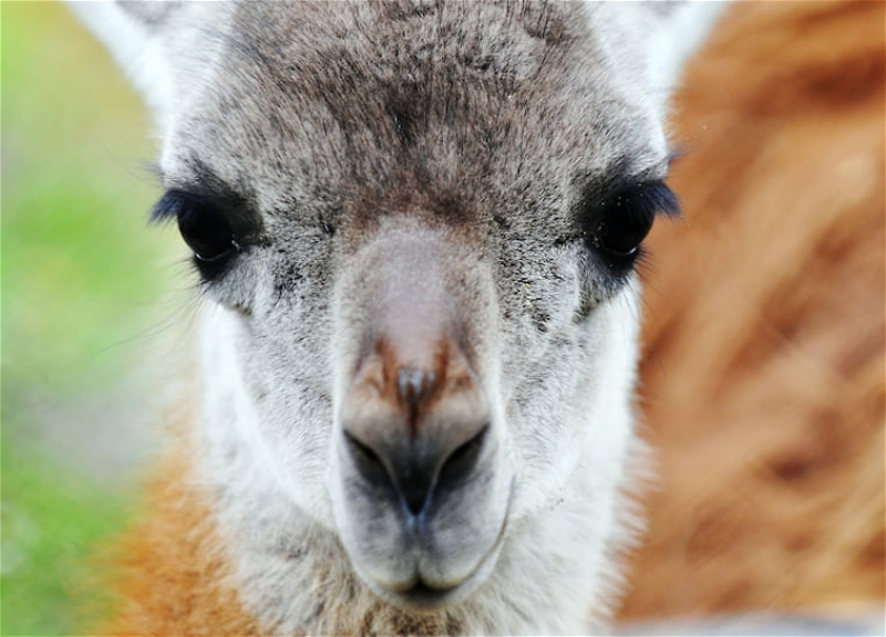 Эксперимент с участием ламы Фифи: нанотела этого животного могут защитить от COVID-19