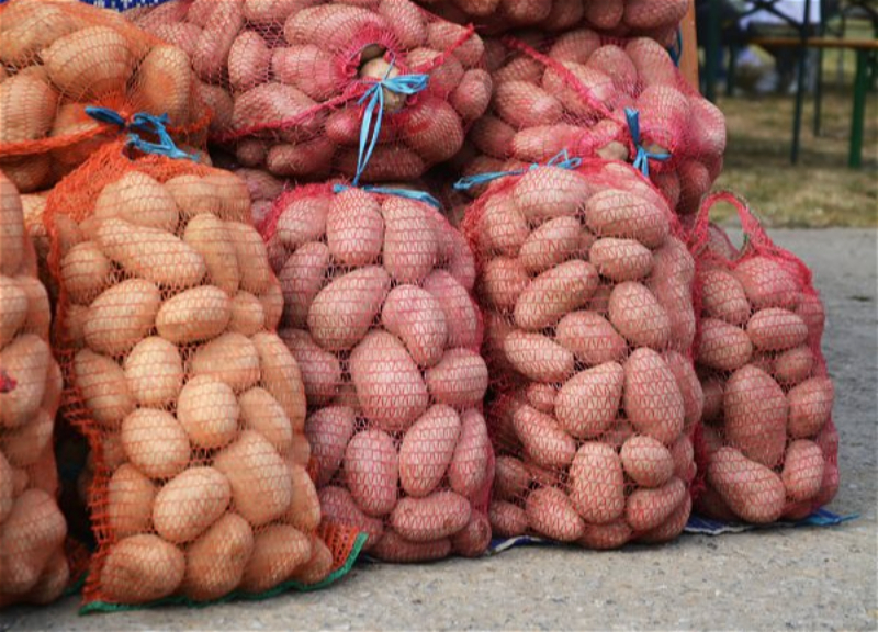 В импортируемом из Ирана в Азербайджан картофеле обнаружен карантинный вредитель