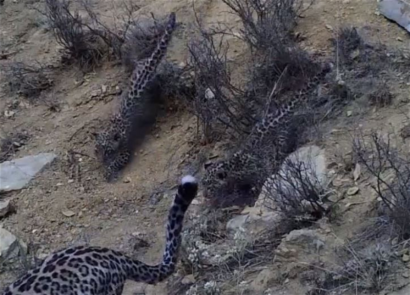 Редкое видео: Детеныши леопарда на охоте в Зангезурском национальном парке - ВИДЕО
