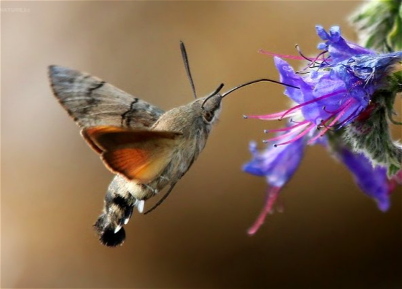 В Азербайджане появились колибри? Отвечает Институт зоологии – ФОТО - ВИДЕО