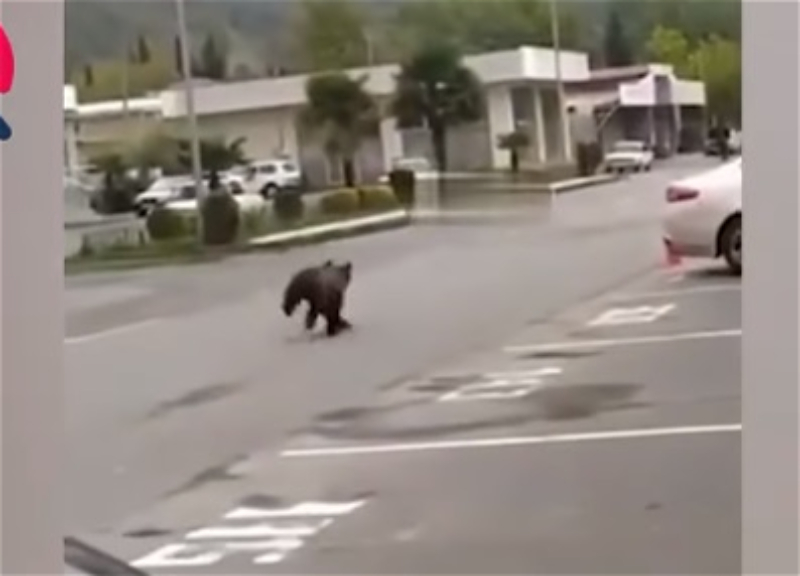 В Балакене заметили медвежат: Зачем они спустились к людям? - ВИДЕО