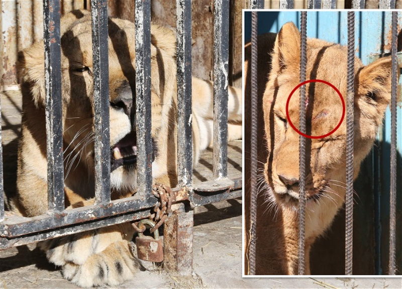 Львица билась головой о клетку: животных в Армении бросили умирать в зоопарке – ФОТО