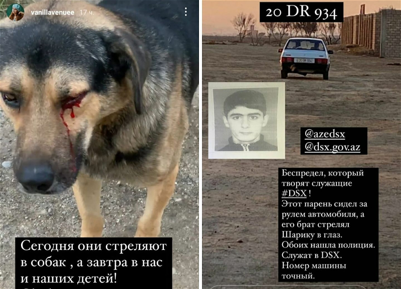 В Баку двое парней из пневматического пистолета выстрелили в глаз собаки - ФОТО
