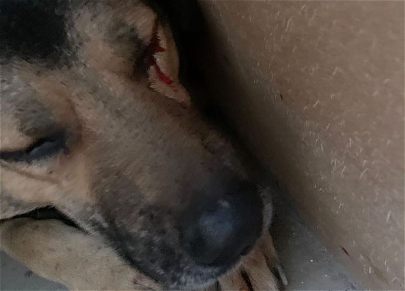 МВД расследует жестокое обращение с собакой на побережье Абшерона – ФОТО - ВИДЕО