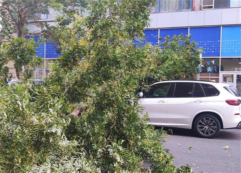 В Баку из-за сильного ветра пострадали 11 человек - ОБНОВЛЕНО