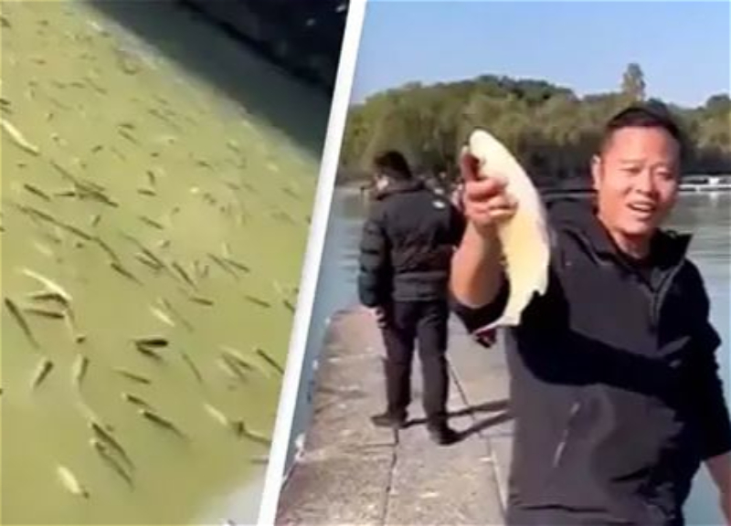 Тысячи рыб напились вина и всплыли на поверхность озера - ВИДЕО