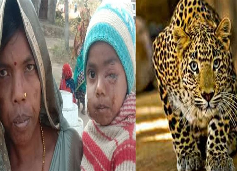 В Индии женщина километр гналась за леопардом, похитившим ее сына, и спасла мальчика