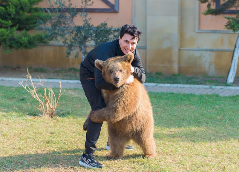 Спасенный в Азербайджане от браконьеров медвежонок Барни уезжает в Румынию - ФОТО